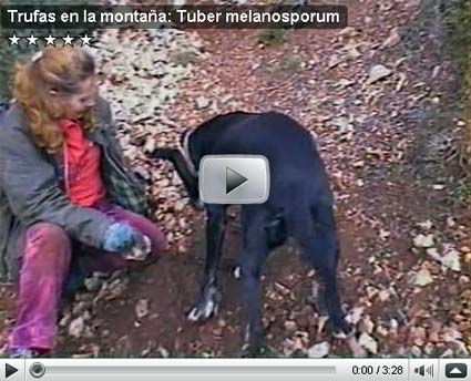 Trufas en la monta�a: Tuber melanosporum